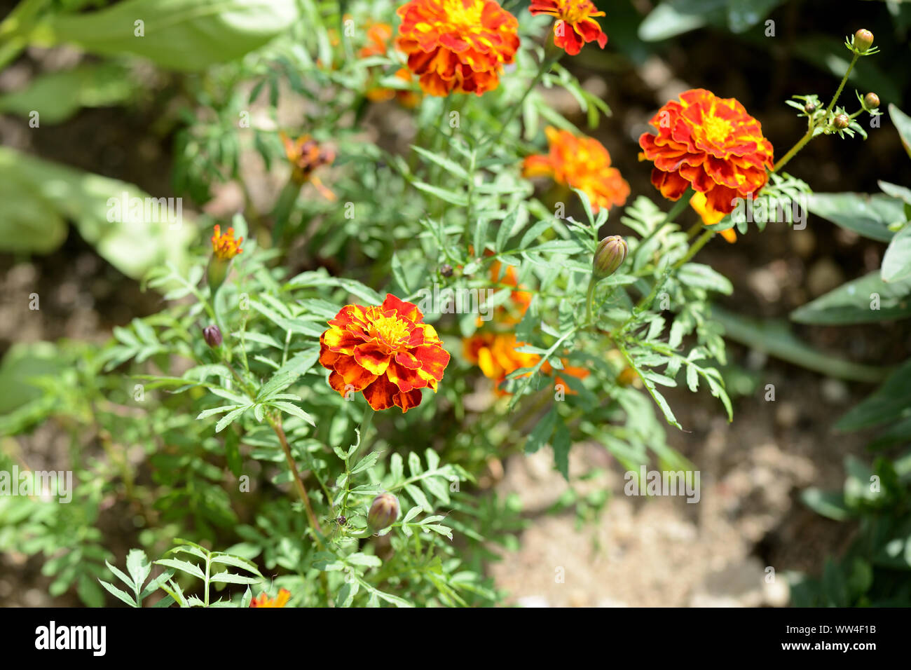 Beautiful marigold flower in garden hires stock photography and images