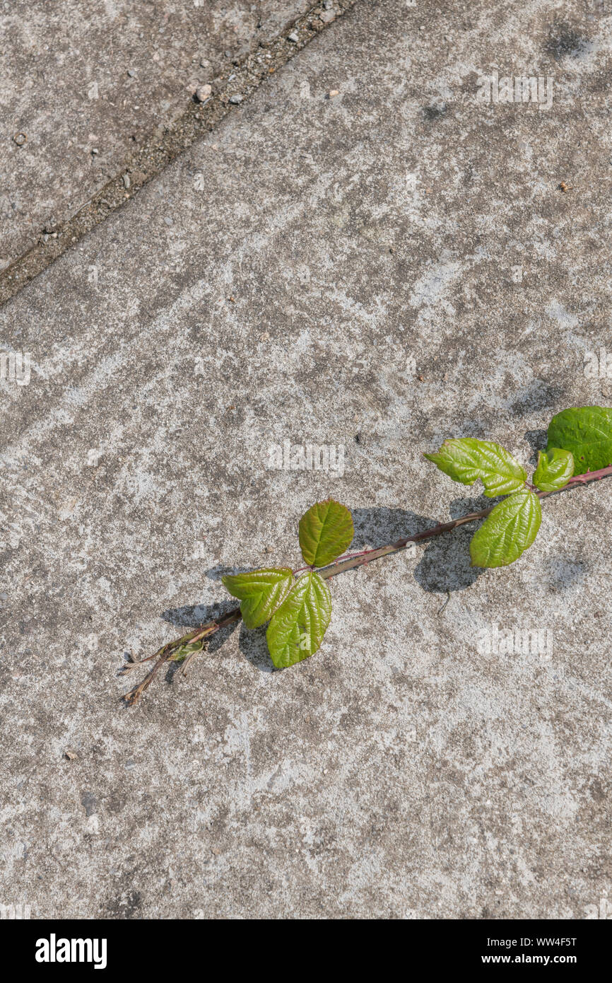 Rubus fruticosus / Bramble cane and leaves sprawling across concrete ground surface in sunshine. Stock Photo