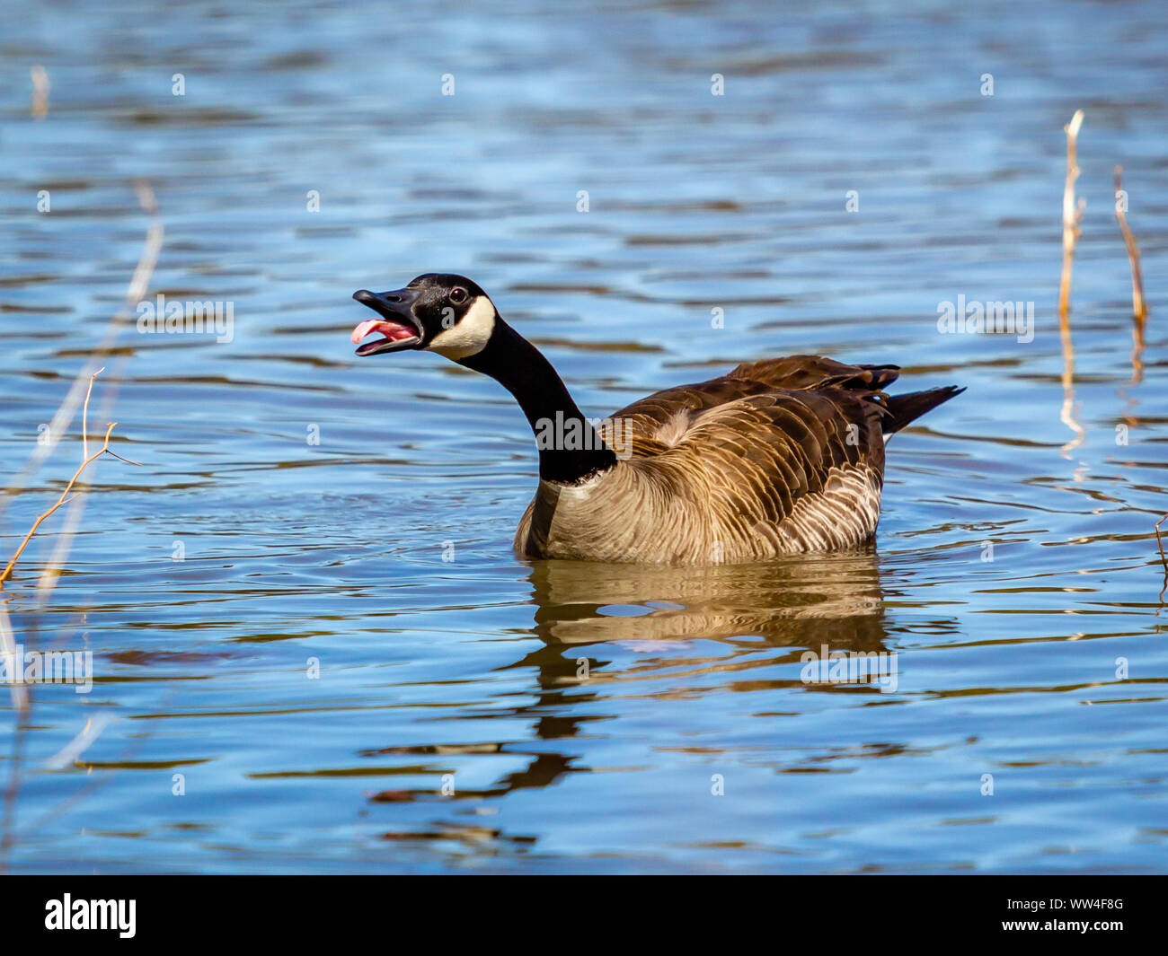 Fotos de Stock e Imágenes Gratis de canada goose | FreeImages, image size:1300x1065