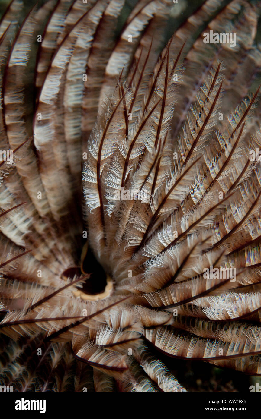 Feeding Feathery Duster Worm, Sabellastarte sp, Lembeh Straits, Sulawesi, Indonesia Stock Photo