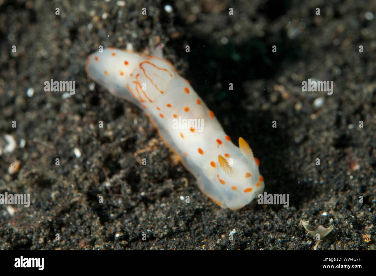 Ceylonese Nudibranch, Gymnodoris ceylonica, TK3 dive site, Lembeh Straits, Sulawesi, Indonesia Stock Photo