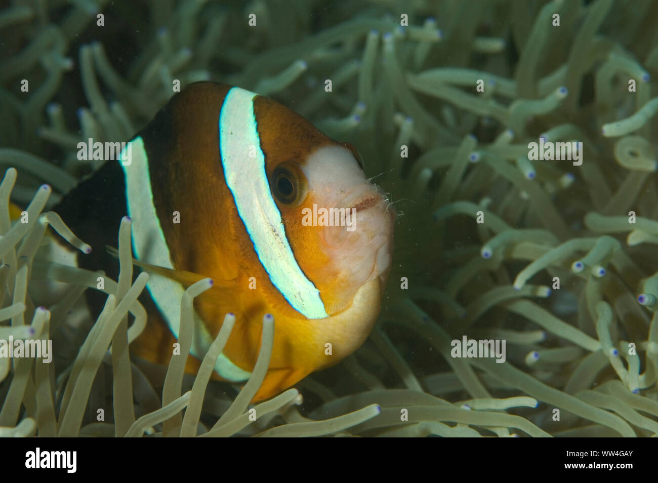 Threeband Anemonefish, Amphiprion tricinctus, with hairs from polychaete worm attack, in Blue-tipped Leathery Sea Anemone, Heteractis crispa Stock Photo