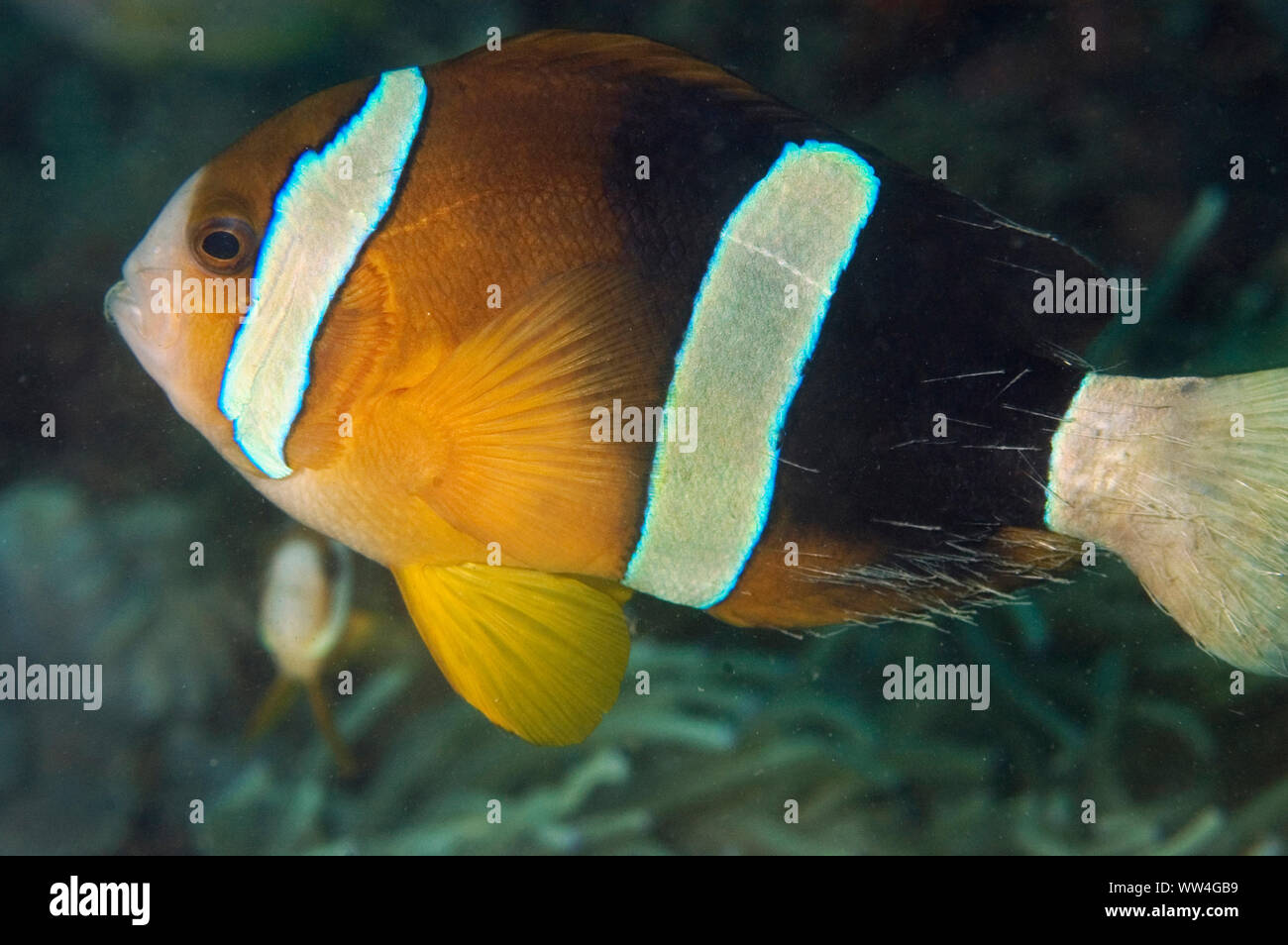 Threeband Anemonefish, Amphiprion tricinctus, with hairs from polychaete worm attack, in Blue-tipped Leathery Sea Anemone, Heteractis crispa Stock Photo