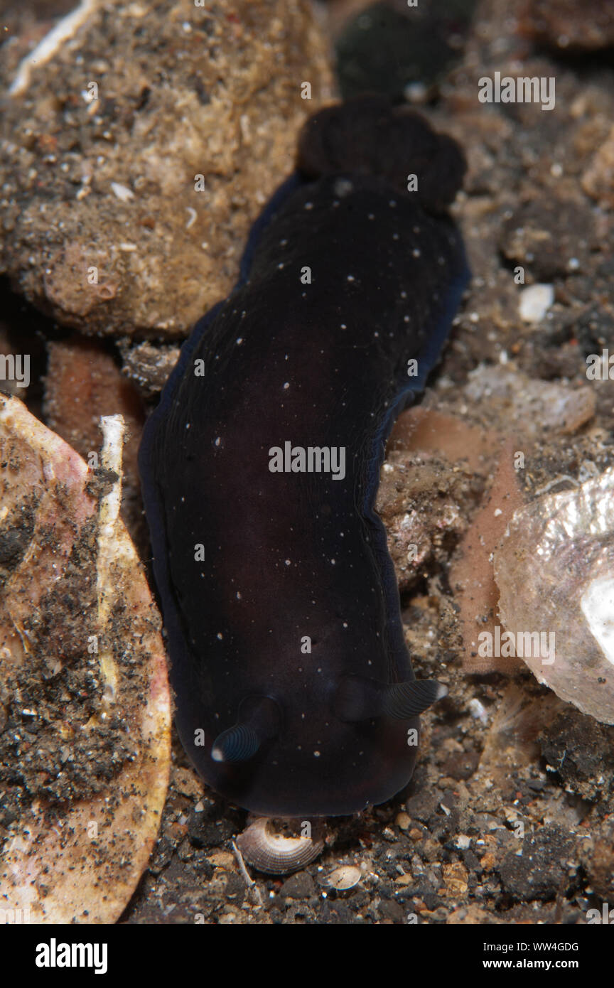 Black Dendrodoris Nudibranch, Dendrodoris nigra, Jahir dive site, Lembeh Straits, Sulawesi, Indonesia Stock Photo
