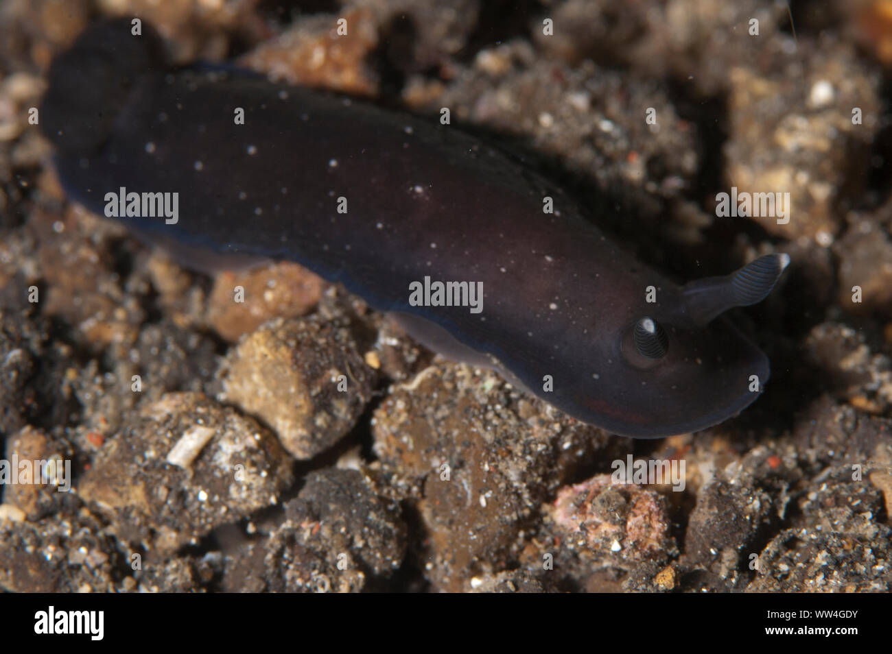 Black Dendrodoris Nudibranch, Dendrodoris nigra, Jahir dive site, Lembeh Straits, Sulawesi, Indonesia Stock Photo