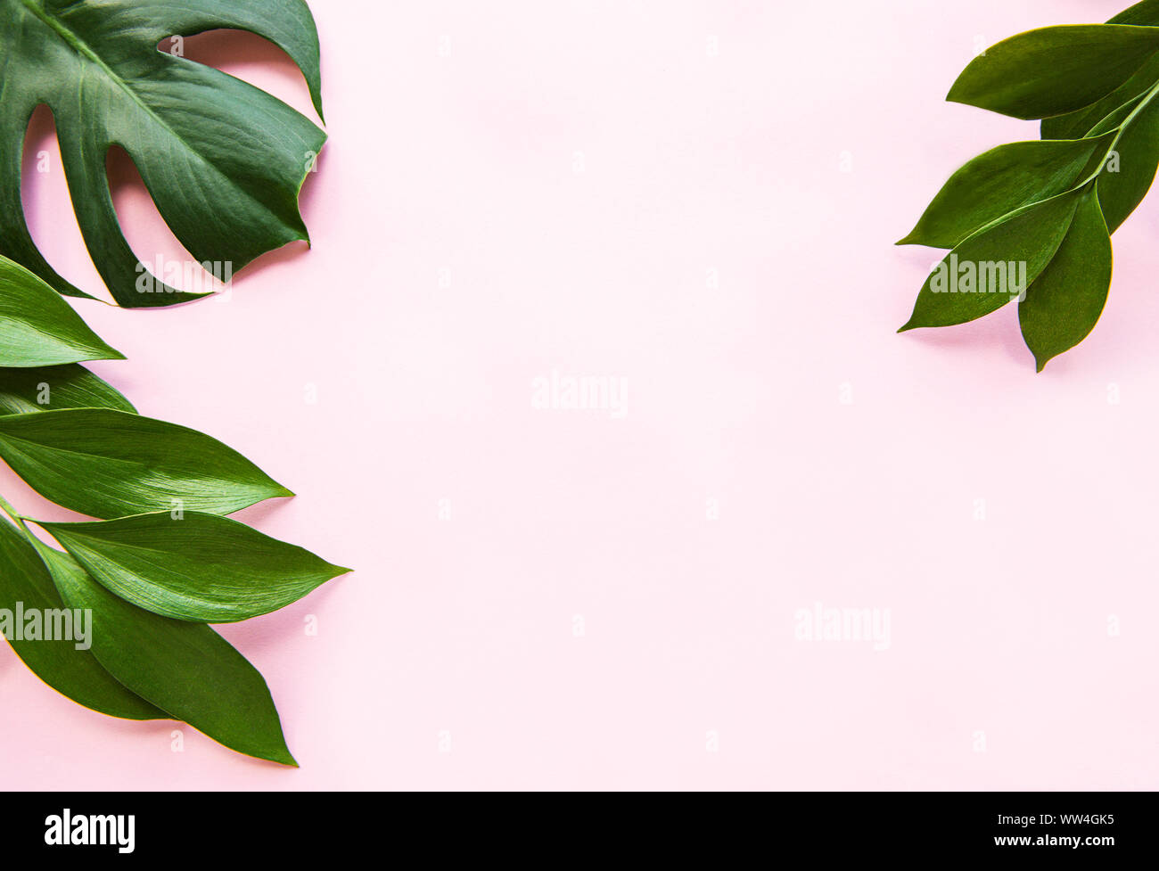 Tropical leaves and monstera leaf on light pink background. Flat lay ...