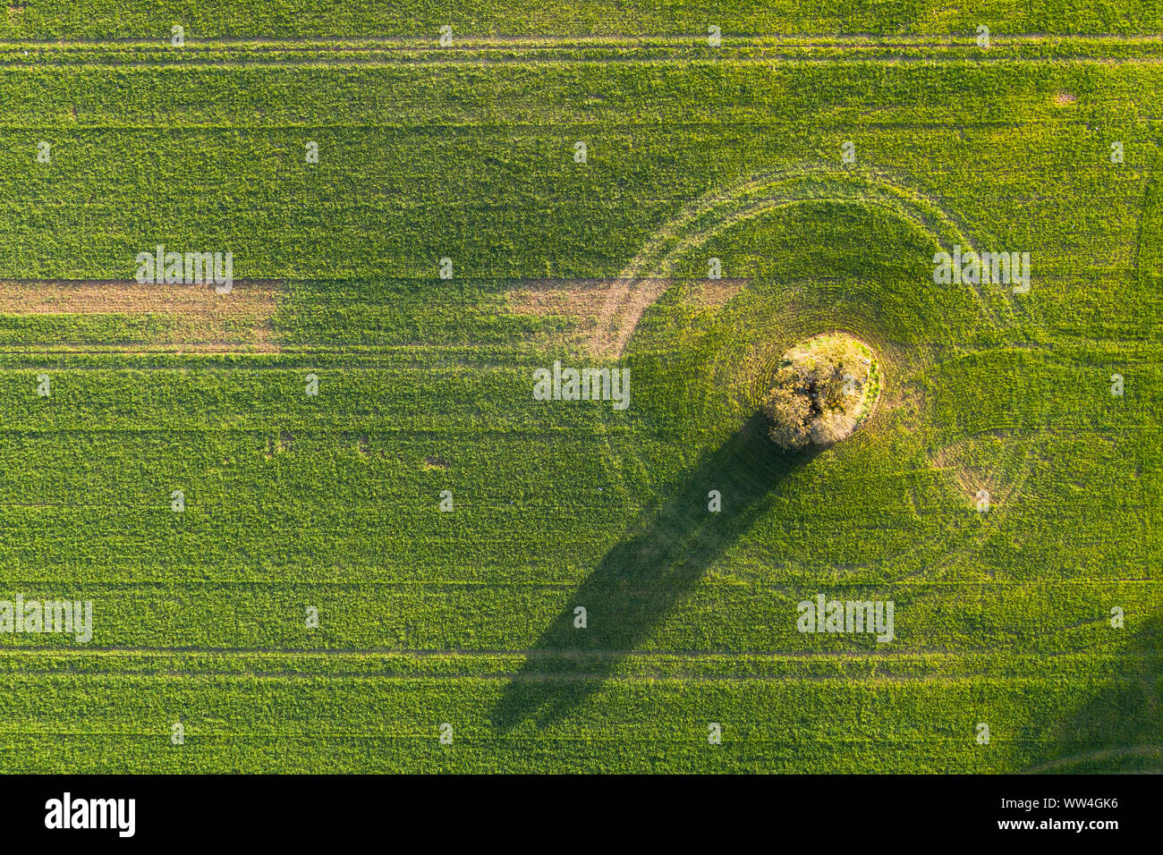 Tractor tracks around a tree in the middle of a field in Sweden Stock Photo
