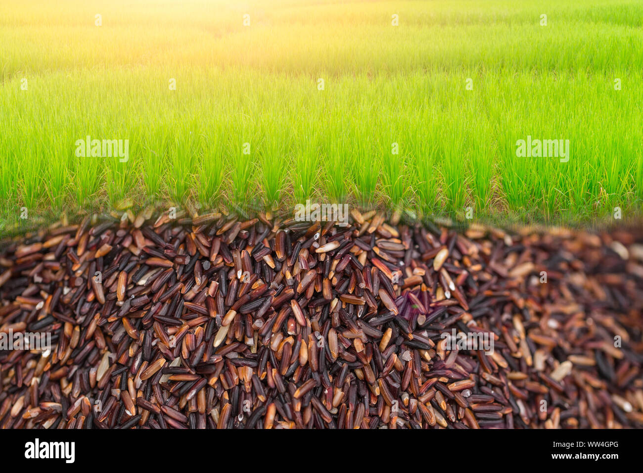 green rice agriculture field with raw rice under the plan space for text food advertising background Stock Photo
