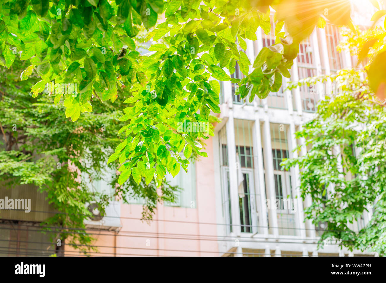 green city nature tree plant with home building background for cooling fresh air good environment Stock Photo