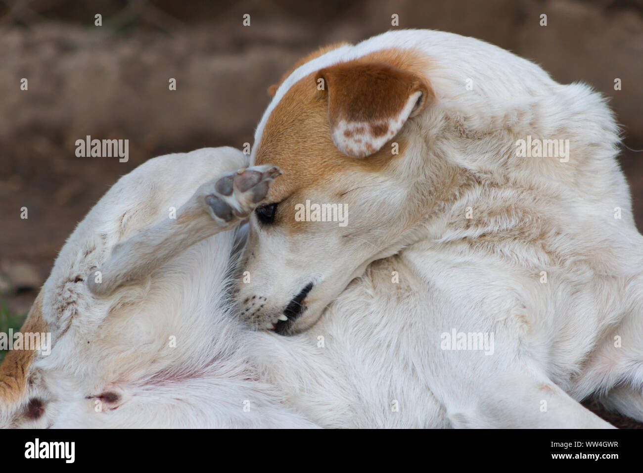 mongrel dog that scratches by flea irritation or skin allergies Stock