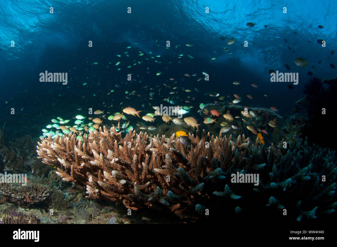 Reef scene with Damsels and Anthias over Staghorn Coral, Coral Gardens dive site, One Tree Island, near Fam Island, Raja Ampat, West Papua, Indonesia Stock Photo