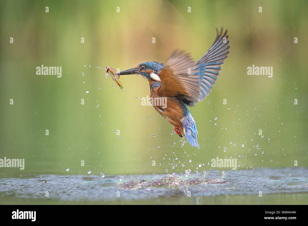 A male kingfisher Alcedo atthis leaves the water with a minnow in its beak and its wings spread Stock Photo