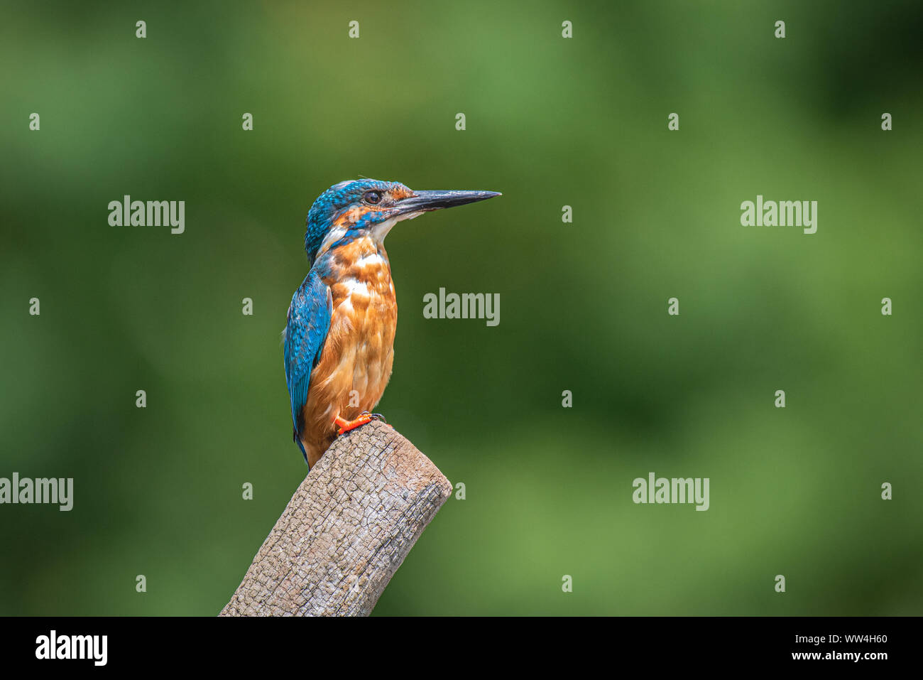 A profile portrait of a male kingfisher Alcedo atthis is perched on a post looking to the right into copy space Stock Photo