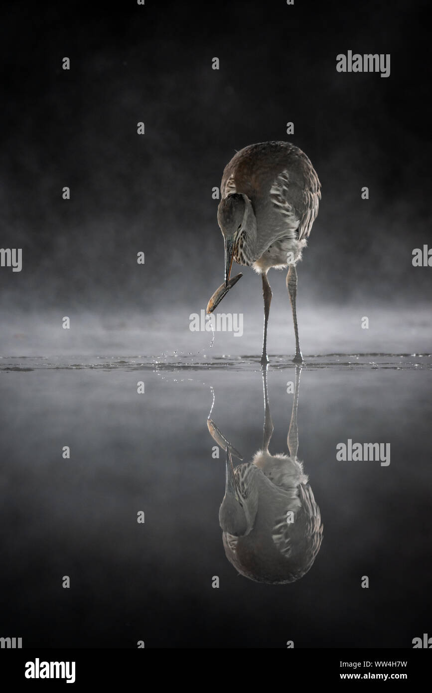 A heron fishing at night. There is a fish in its beak and mist on the water. A perfect reflection is captured on the still surface of the pool Stock Photo