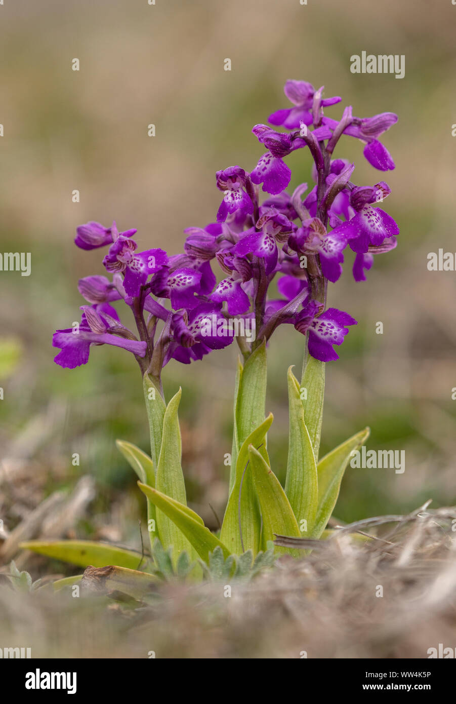 Green-winged Orchids, Anacamptis morio, in flower in old grassland, spring. Stock Photo