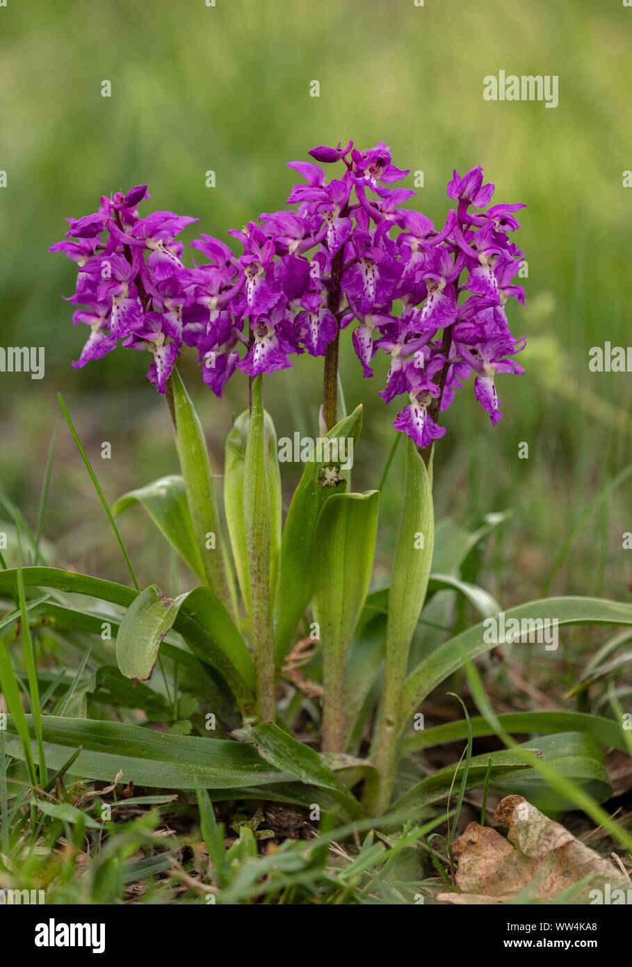 Early Purple Orchids, Orchis mascula, in flower in calcareous grassland Stock Photo