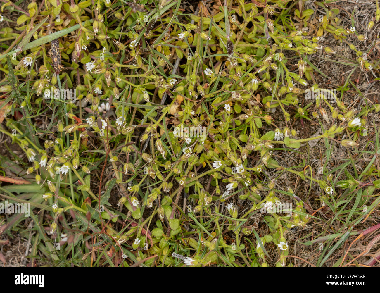 A chickweed, Cerastium glutinosum, in limestone grassland, Oland, Sweden. Stock Photo