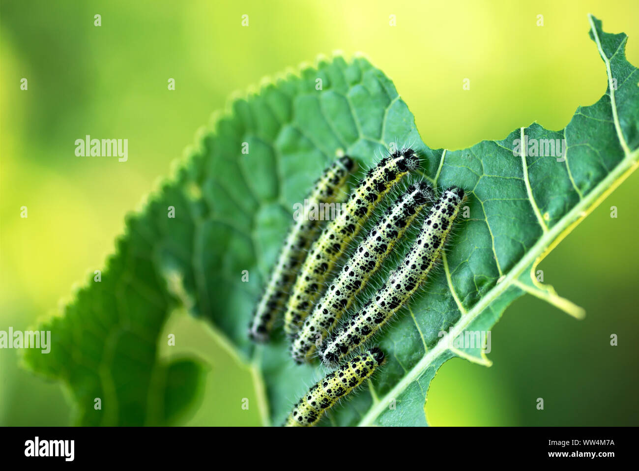 Group of caterpillars eats leaves of young horseradish Stock Photo
