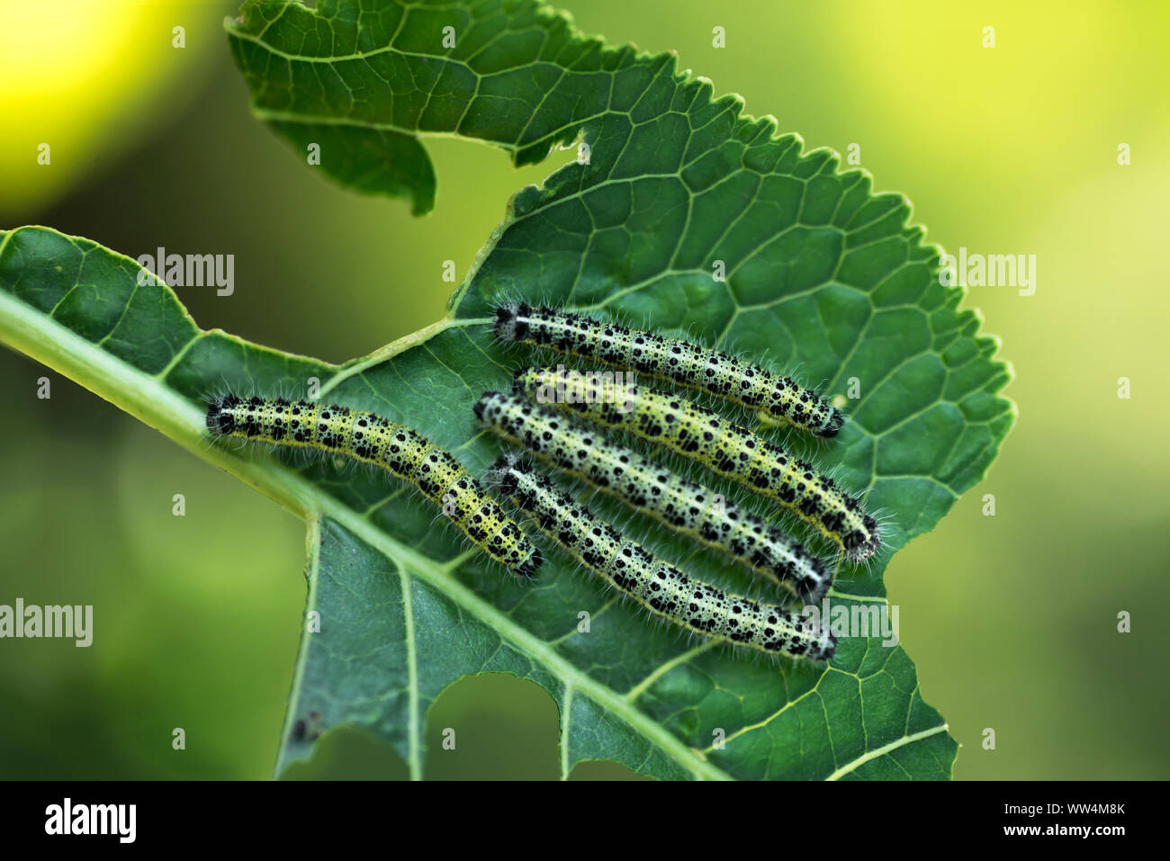 Group of caterpillars eats leaves of young horseradish Stock Photo Alamy