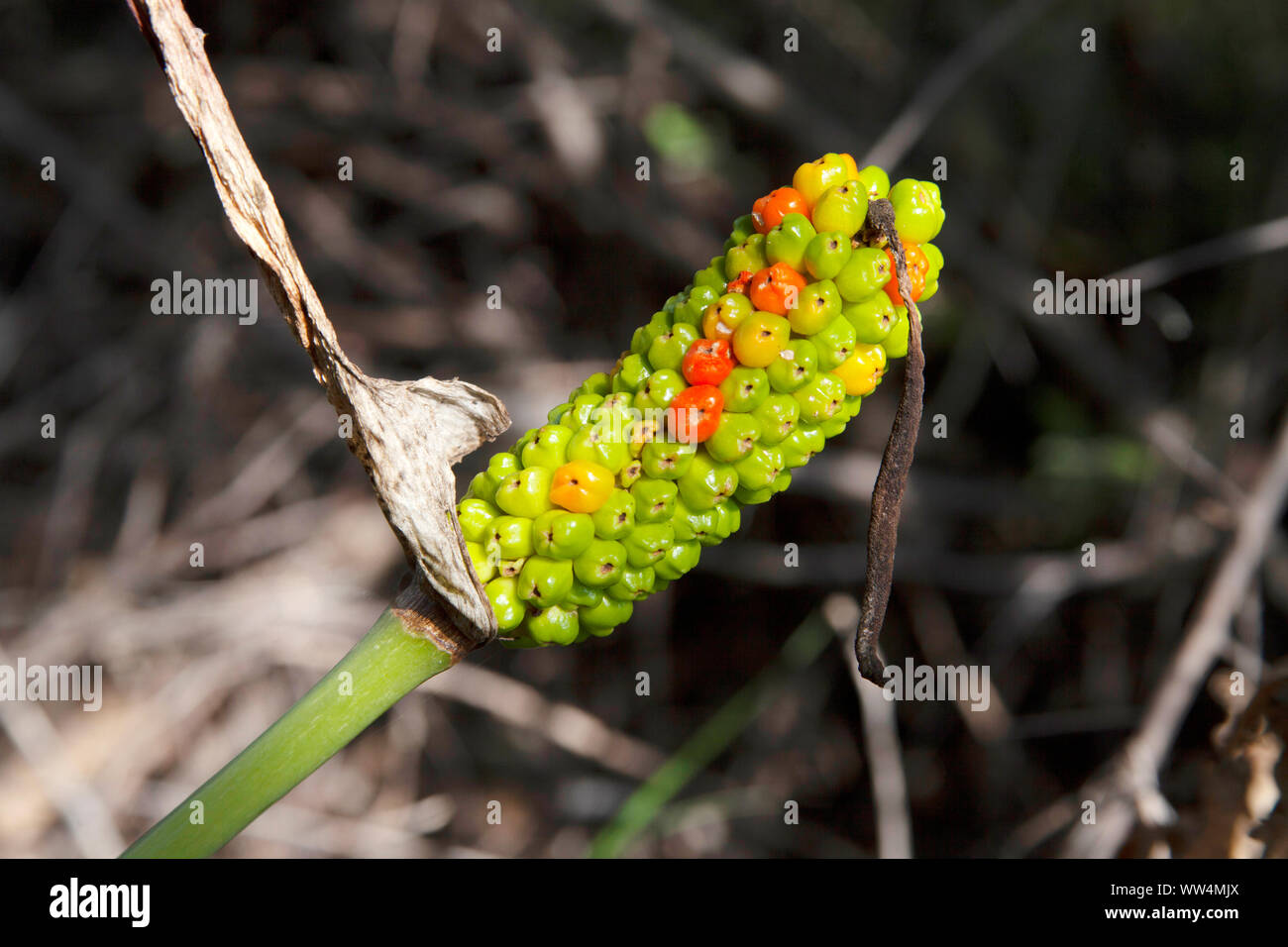 Arum Maculatum Berries - Snake Pillow Stock Photo