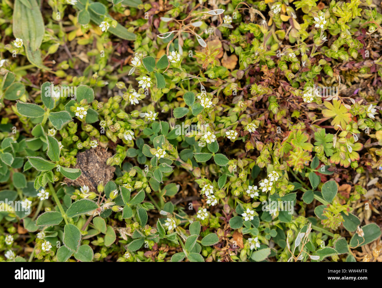 Thyme-leaved sandwort, Arenaria serpyllifolia in flower in dry grassland, spring. Stock Photo