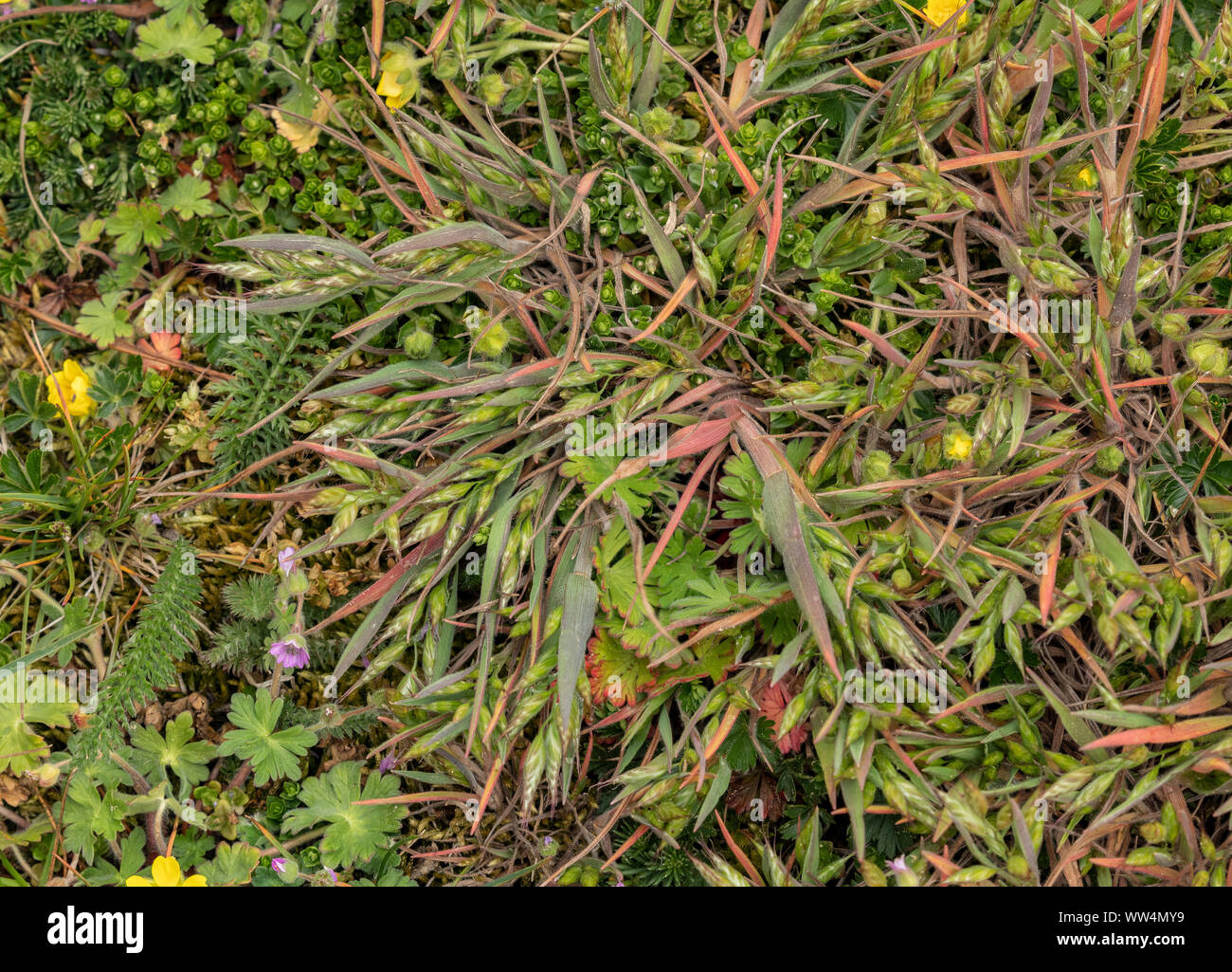 Lesser soft brome, Bromus hordeaceus ssp. thominei, in flower in sandy coastal grassland. Stock Photo