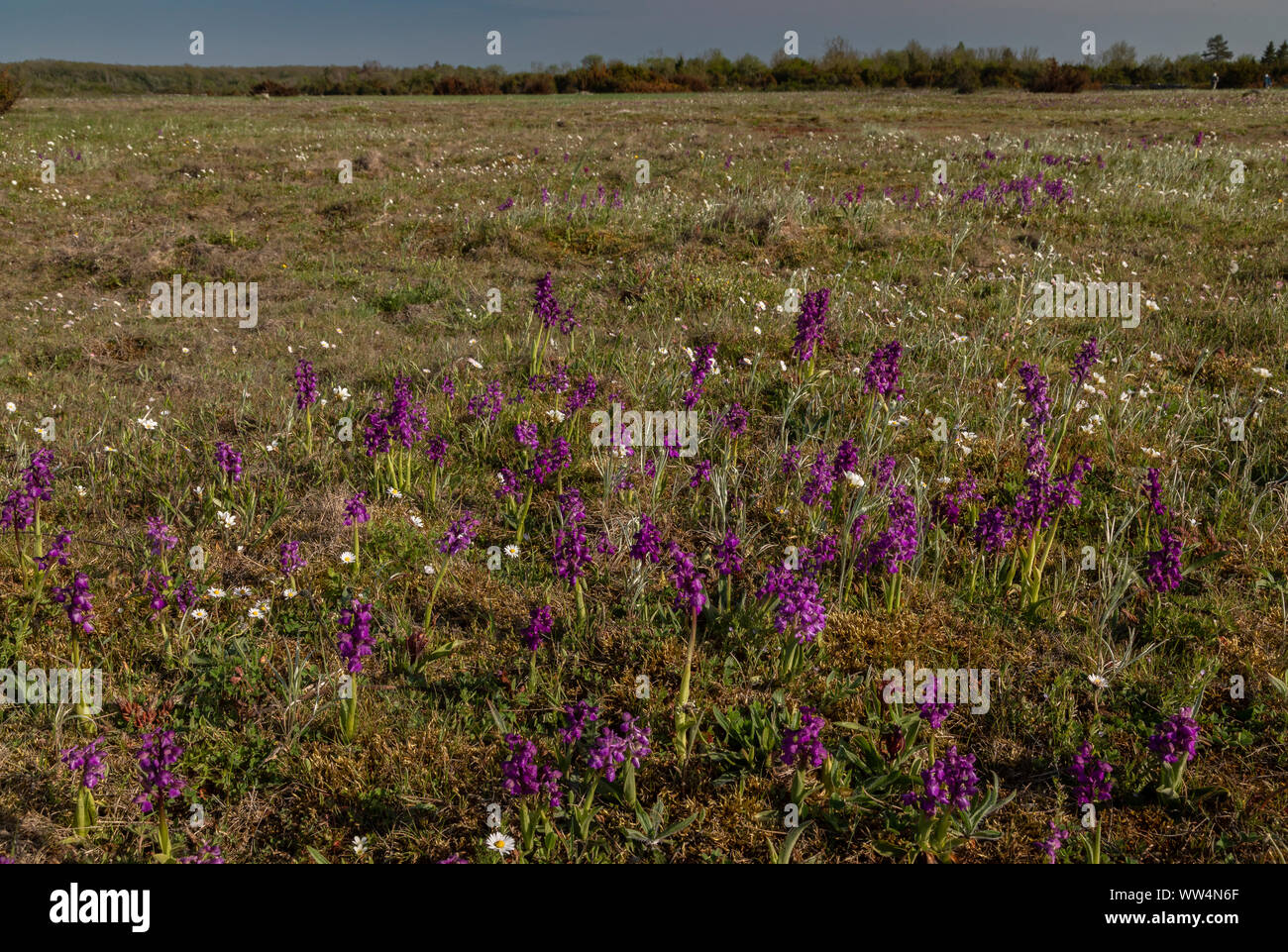 Green-winged orchid, Anacamptis morio, and Meadow Saxifrage in flower in calcareous grassland on the Alvar near Vickleby, Oland, Sweden. Stock Photo