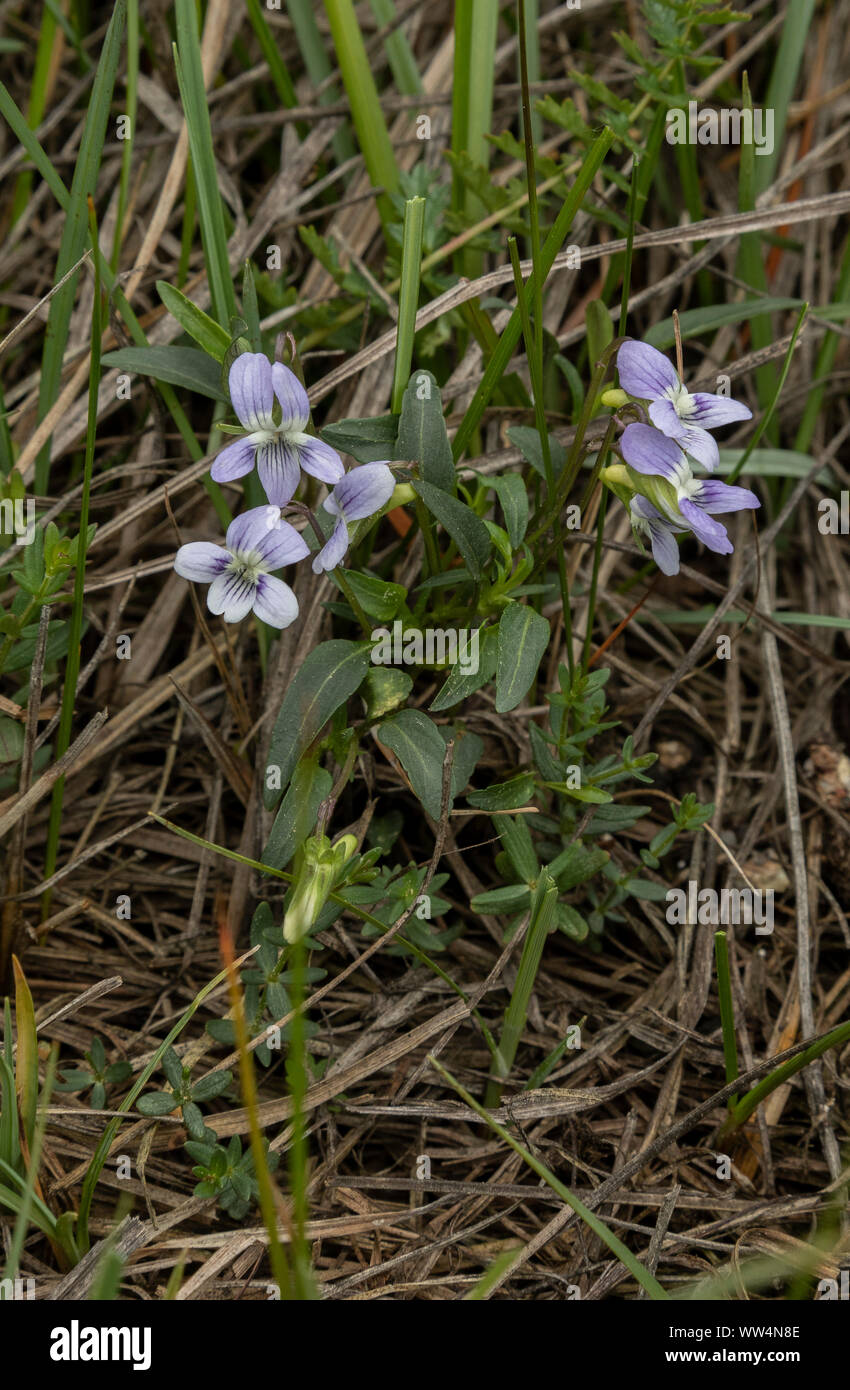 Meadow Violet, Viola pumila, in flower in damp calcareous grassland, Oland, Sweden. Stock Photo