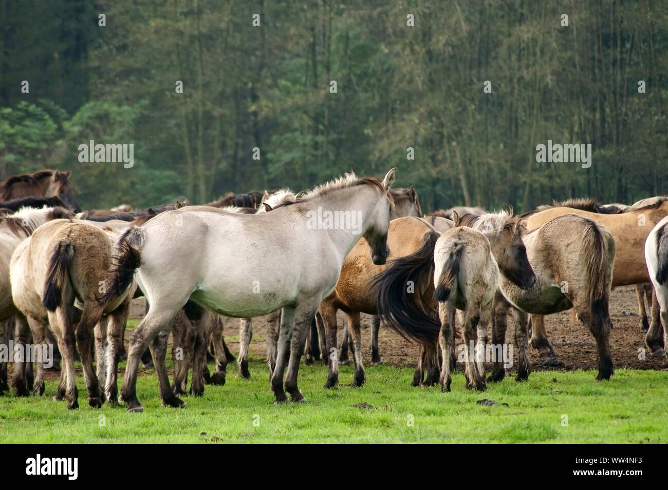 A herd of DÃ¼lmen ponies grazing on a meadow of the turf in DÃ¼lmen, Stock Photo