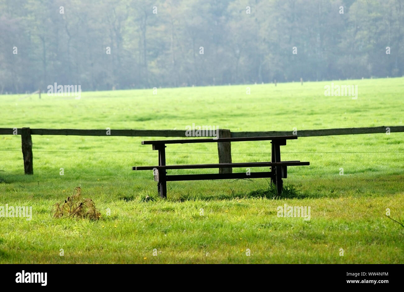A picnic bench with table on a meadow at an edge of the forest, Stock Photo