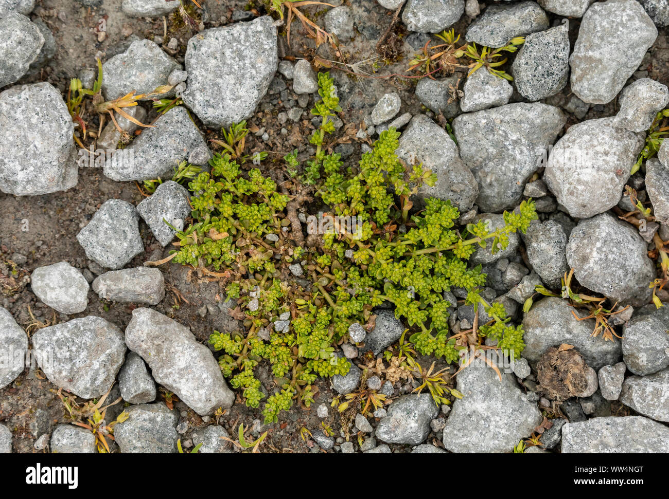 Glabrous rupturewort, Herniaria glabra, in flower among gravel. Stock Photo