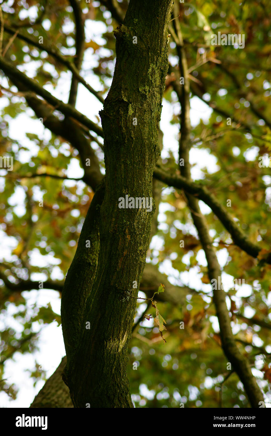 Strong Green Tree Hi-res Stock Photography And Images - Alamy