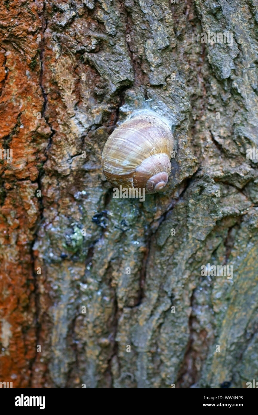 Close-up of the bark of the white mulberry, Morus alba, with a snail, Stock Photo