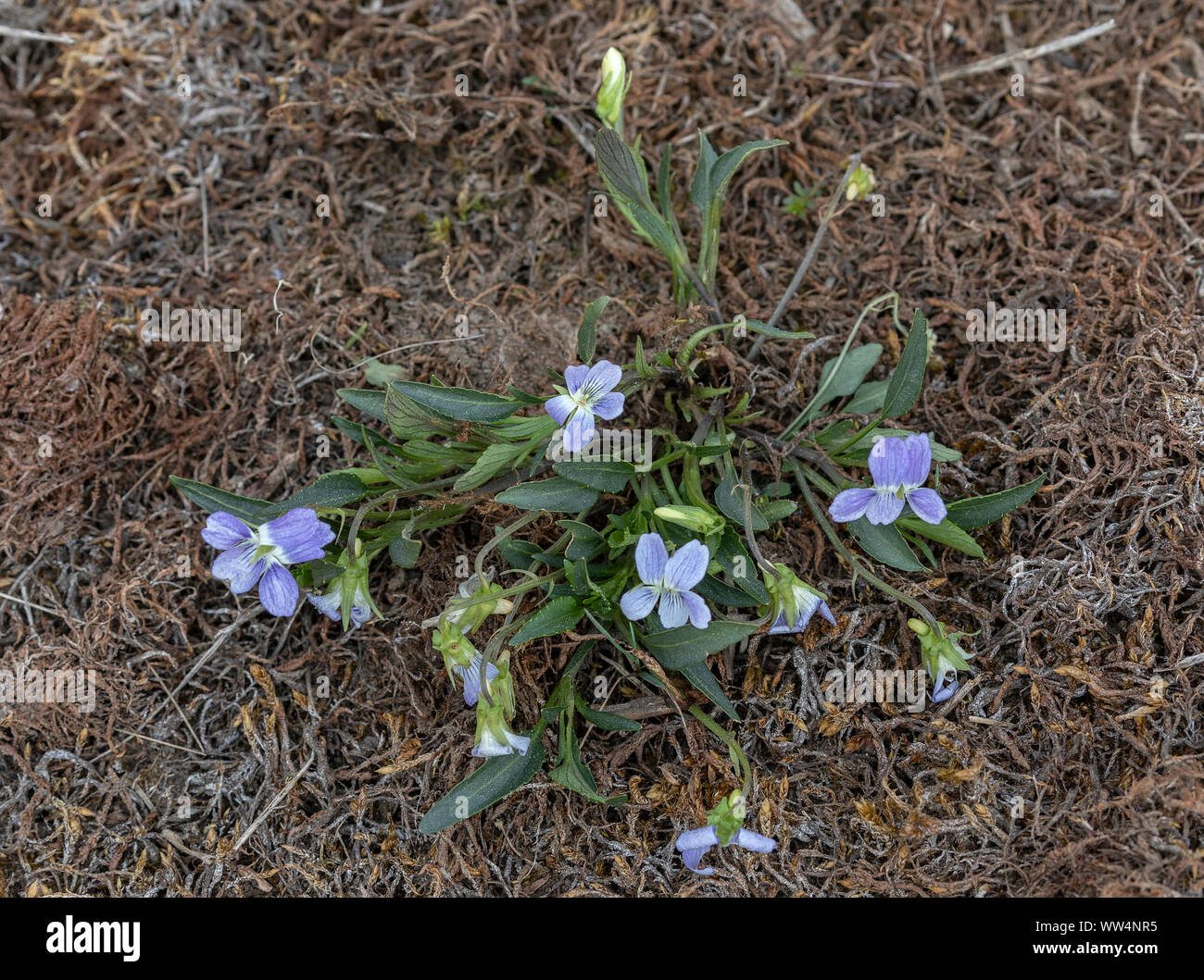 Petite violette hi-res stock photography and images - Alamy