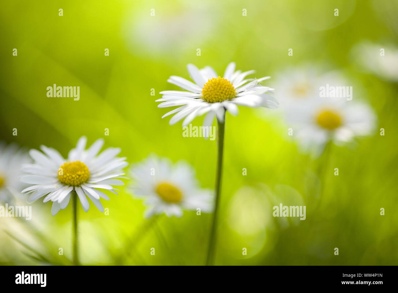Daisies in the meadow, close-up Stock Photo