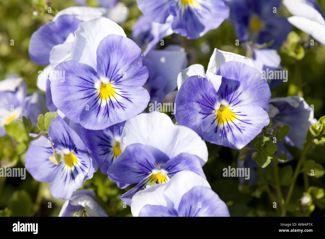 Purple pansies in the garden Stock Photo