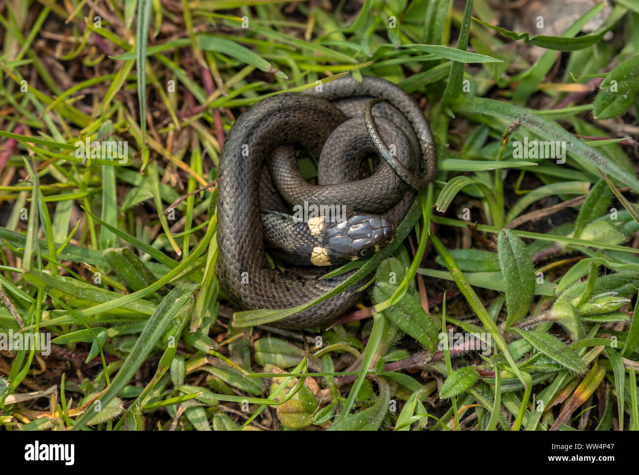 Young Grass Snake, Natrix natrix near wetland in spring. Stock Photo