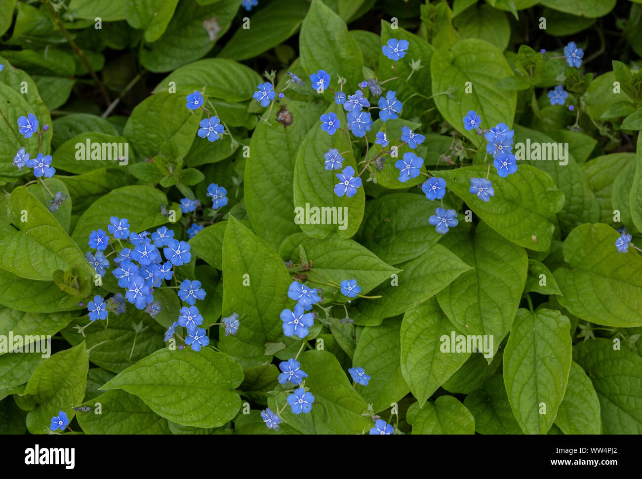 Blue-eyed-Mary, Omphalodes verna in flower in spring garden. Stock Photo