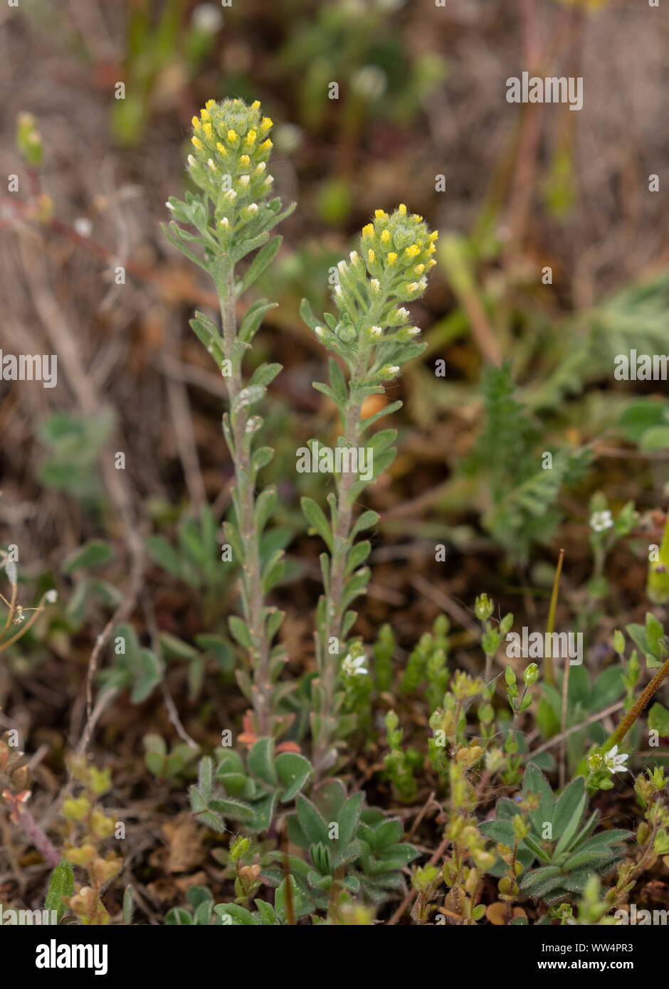 Small Alison, Alyssum alyssoides, in flower in dry grassland; now rare in UK. Stock Photo