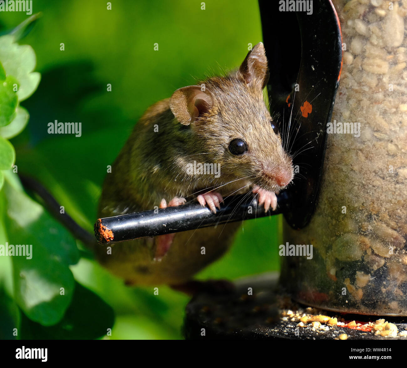 House mouse searching for food in urban house garden. Stock Photo
