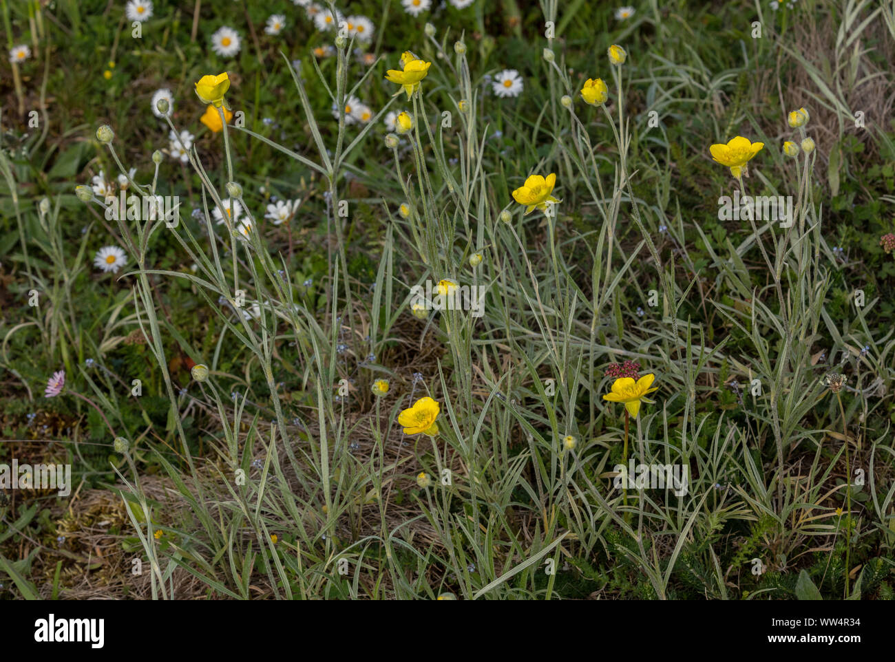 Illyric Buttercup, Ranunculus illyricus, in flower in limestone grassland, Oland, Sweden. Stock Photo