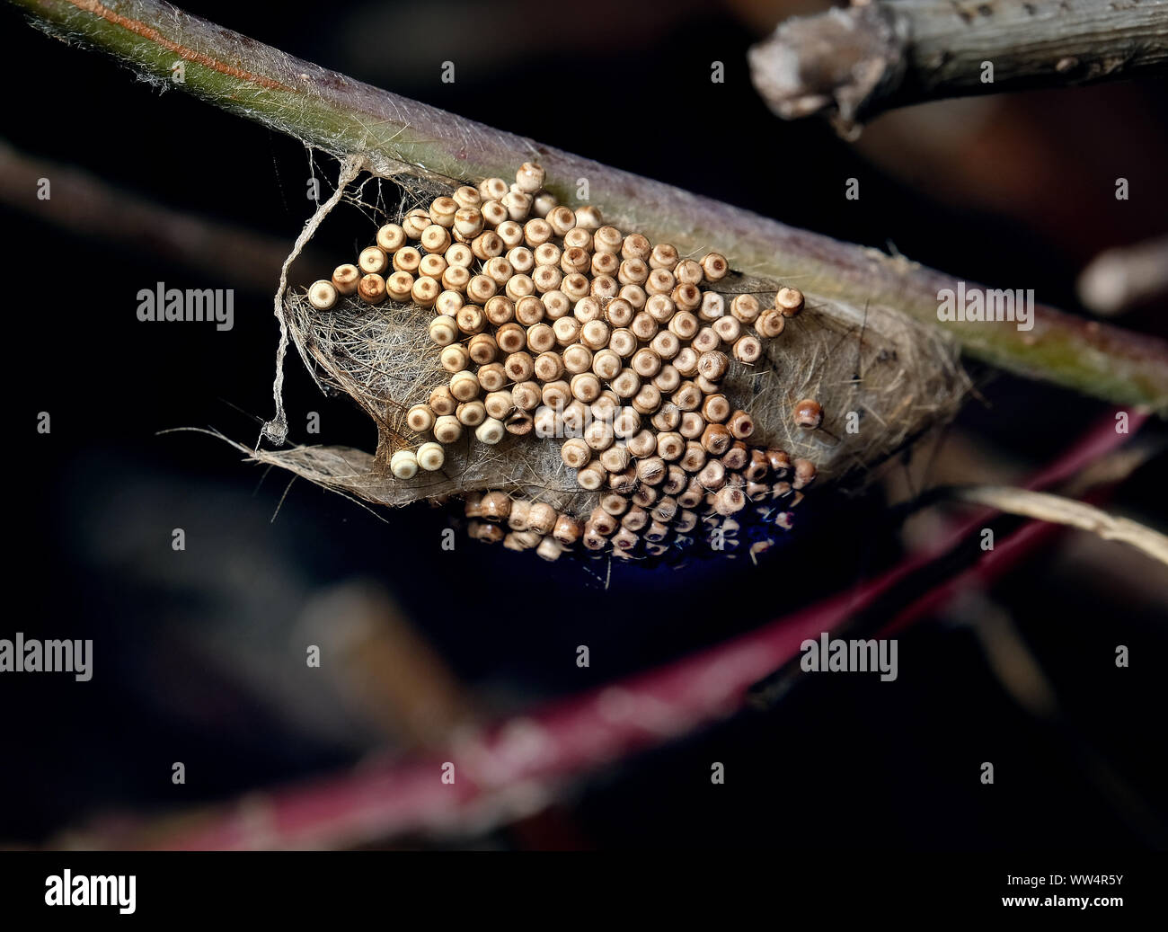 Egg cluster of Vapourer or Rusty Tussock moth. Stock Photo