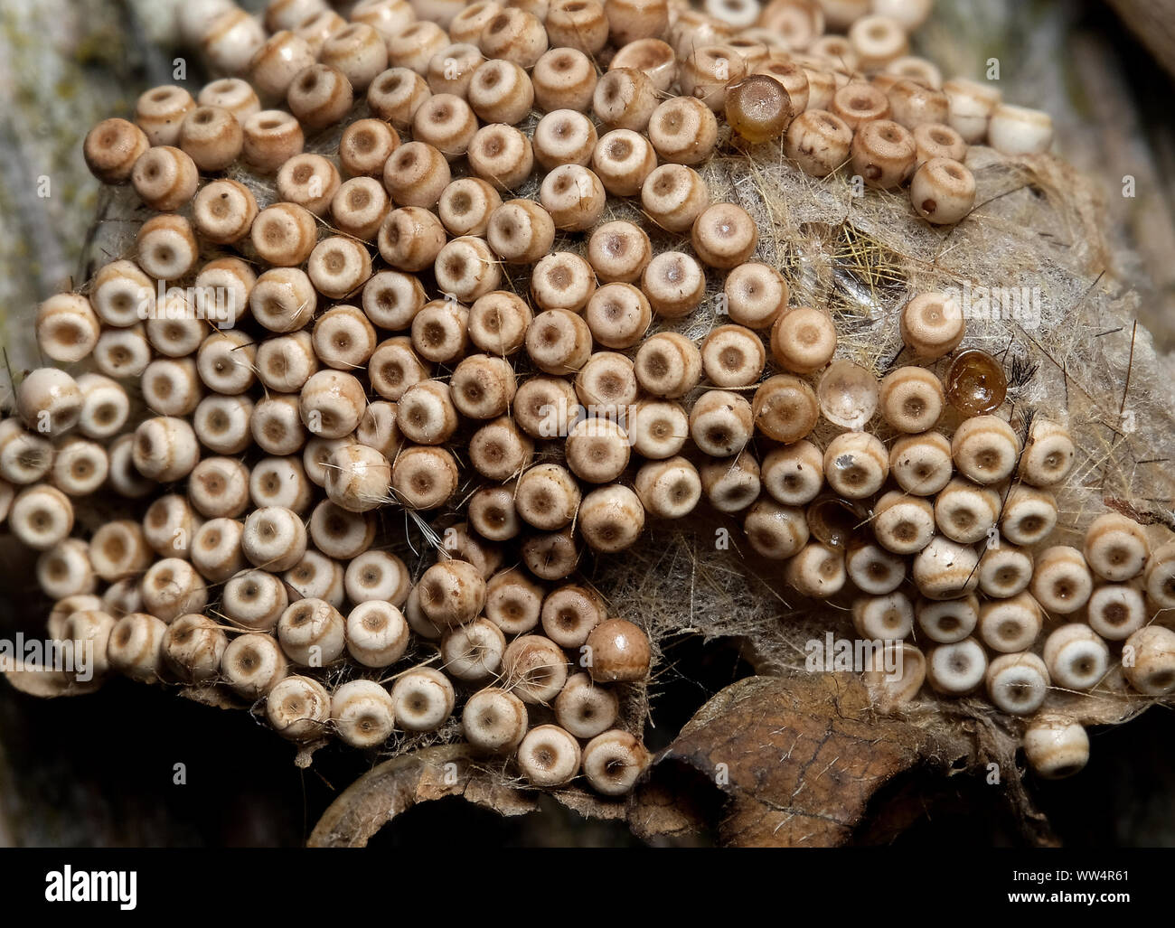 Egg cluster of Vapourer or Rusty Tussock moth. Stock Photo