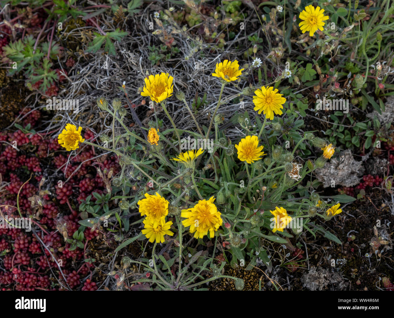 Alvar hawkbit, Crepis tectorum ssp pumilum, in limestone grassland on Alvar, Oland, Sweden. Stock Photo