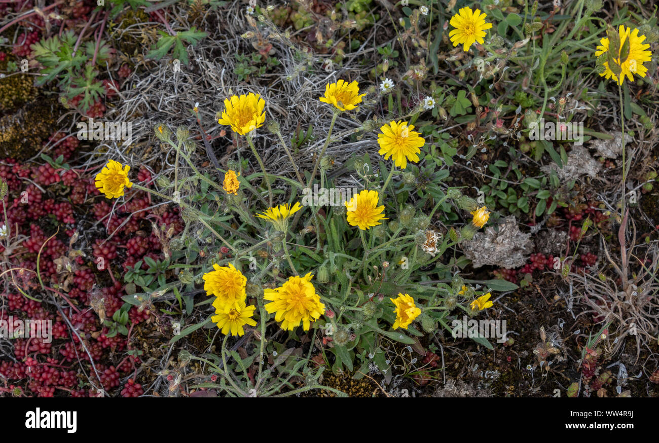 Alvar hawkbit, Crepis tectorum ssp pumilum, in limestone grassland on Alvar, Oland, Sweden. Stock Photo