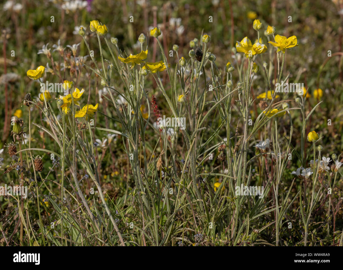 Illyric Buttercup, Ranunculus illyricus, in flower in limestone grassland, Oland, Sweden. Stock Photo