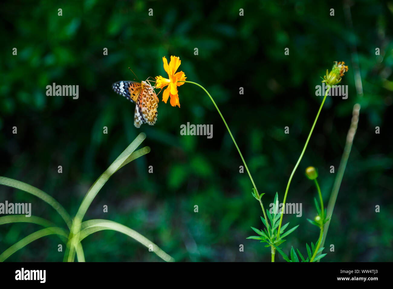 An Argynnis hyperbius, commonly called  the Indian Fritillary having nectar of Cosmos sulphureus,or sulphur cosmos in green foliage background. Stock Photo