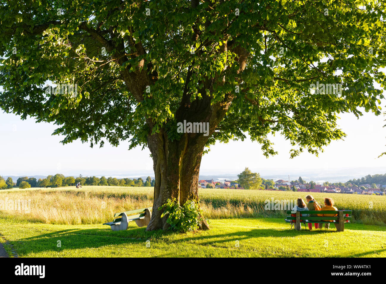 Lime tree on AmalienhÃ¶he near Heiligenberg, Linzgau, Lake Constance district, Upper Swabia, Baden-Wuerttemberg, Germany Stock Photo