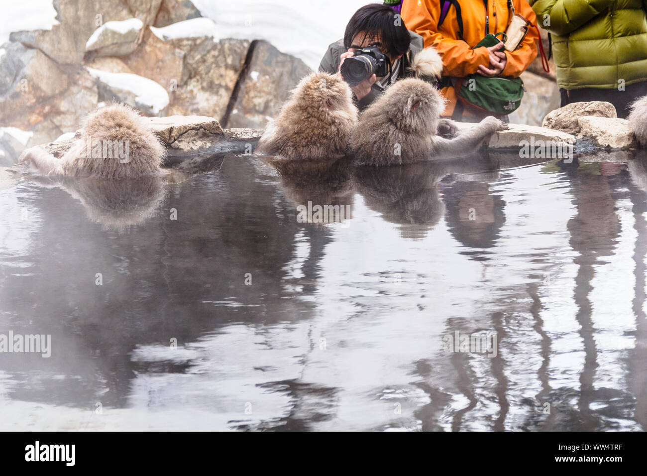 A photographer takes picture of bating Snow Monkeys (Japanese macaque) up close by the edge of hot spring pool at Snow Monkey Park, Nagano, Japan. Stock Photo
