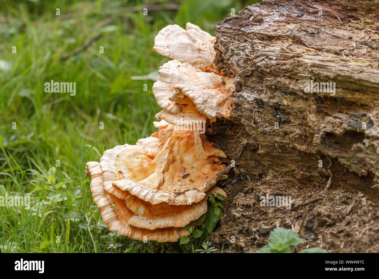 Sulphur polypore fungi chicken of the woods Laetiporus sulphureus large creamy yellow tiers with frilly ruffled edges cascade down from rotting log Stock Photo